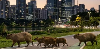 Como a capivara, o maior roedor do mundo, utiliza sua adaptação aos centros urbanos para prosperar enquanto divide opiniões sociais