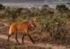 Como a simbiose entre o lobo-guará e a fruta-do-lobo mantém o Cerrado vivo através de um processo de germinação única