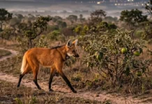 Como a simbiose entre o lobo-guará e a fruta-do-lobo mantém o Cerrado vivo através de um processo de germinação única
