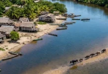 Marajó: A majestade da maior ilha fluviomarinha do mundo e o balé dos búfalos nas planícies do Pará
