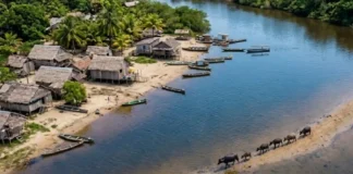 Marajó: A majestade da maior ilha fluviomarinha do mundo e o balé dos búfalos nas planícies do Pará