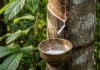 A Seringueira: O Sangue Branco da Amazônia que Move a Indústria Global