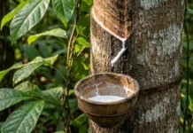 A Seringueira: O Sangue Branco da Amazônia que Move a Indústria Global