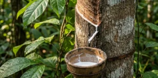 A Seringueira: O Sangue Branco da Amazônia que Move a Indústria Global