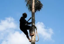 Peconheiros de Açaí: A Engenharia Humana e o Esforço que Sustenta o Mercado do “Ouro Roxo”