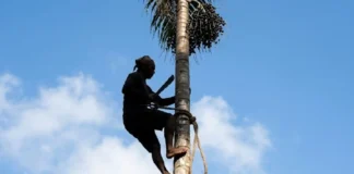 Peconheiros de Açaí: A Engenharia Humana e o Esforço que Sustenta o Mercado do “Ouro Roxo”
