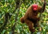 Como o rosto carmesim do uacari-vermelho funciona como termômetro de saúde e dita a seleção sexual na Amazônia