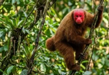 Como o rosto carmesim do uacari-vermelho funciona como termômetro de saúde e dita a seleção sexual na Amazônia