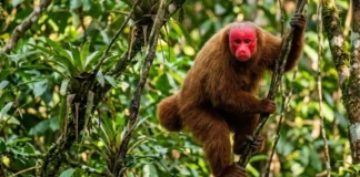 Como o rosto carmesim do uacari-vermelho funciona como termômetro de saúde e dita a seleção sexual na Amazônia