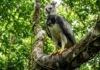 O gavião-real e a soberania das aves de rapina na manutenção do equilíbrio biológico das florestas tropicais brasileiras