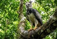 O gavião-real e a soberania das aves de rapina na manutenção do equilíbrio biológico das florestas tropicais brasileiras