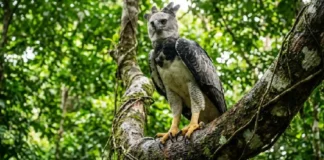 O gavião-real e a soberania das aves de rapina na manutenção do equilíbrio biológico das florestas tropicais brasileiras