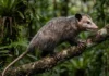 Como a surpreendente imunidade natural do gambá contra venenos pode ajudar no controle de espécies invasoras no Brasil