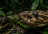O incrível mecanismo sensorial que permite à surucucu caçar no escuro total da Floresta Amazônica com precisão milimétrica