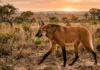 Como a parceria vital entre o lobo-guará e a fruta lobeira garante a regeneração e sobrevivência do Cerrado brasileiro