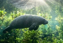 O peixe-boi amazônico e seu papel fundamental como engenheiro dos ecossistemas aquáticos e na bioeconomia das comunidades ribeirinhas no estado do Pará