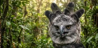 A imponente preservação do gavião-real na Amazônia e o papel vital dos ninhos encontrados no Mato Grosso e Bahia