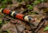A neurotoxicidade da coral-verdadeira amazônica e por que sua picada exige soro específico e atendimento médico imediato