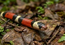 A neurotoxicidade da coral-verdadeira amazônica e por que sua picada exige soro específico e atendimento médico imediato
