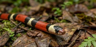 A neurotoxicidade da coral-verdadeira amazônica e por que sua picada exige soro específico e atendimento médico imediato