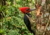 O sistema biomecânico do pica-pau amazônico e como seu crânio evita concussões durante impactos de alta frequência