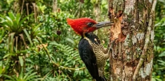 O sistema biomecânico do pica-pau amazônico e como seu crânio evita concussões durante impactos de alta frequência