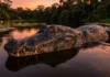 A resiliência do jacaré-açu na Amazônia e como o manejo científico permitiu o retorno triunfal da espécie aos lagos