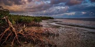 A importância vital dos manguezais do Pará como berçários da biodiversidade e escudos naturais contra tempestades na costa amazônica