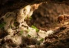 As formigas cortadeiras amazônicas inventaram a agricultura de fungos milhões de anos antes do surgimento dos primeiros seres humanos modernos