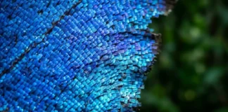 O enigma da Morpho azul como a física das nanoestruturas cria a cor mais vibrante da Amazônia sem usar uma gota de pigmento