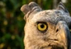 A hegemonia óptica do Gavião-real como a ave com visão oito vezes superior à humana localiza preguiças imóveis entre milhares de folhas no dossel amazônico