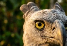 A hegemonia óptica do Gavião-real como a ave com visão oito vezes superior à humana localiza preguiças imóveis entre milhares de folhas no dossel amazônico