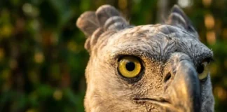 A hegemonia óptica do Gavião-real como a ave com visão oito vezes superior à humana localiza preguiças imóveis entre milhares de folhas no dossel amazônico