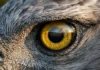 A hegemonia óptica do Gavião-real sob ameaça como o desmatamento desmantela a rotina de caça da ave com visão oito vezes superior à humana