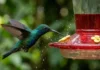 Como a instalação de bebedouros para beija-flores e aves urbanas ajuda a preservar a biodiversidade na floresta amazônica
