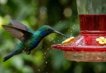 Como a instalação de bebedouros para beija-flores e aves urbanas ajuda a preservar a biodiversidade na floresta amazônica