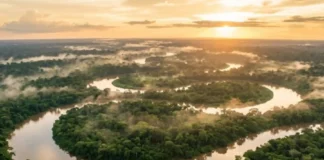 Como a biodiversidade única da Amazônia e o equilíbrio do clima global dependem diretamente da preservação das florestas tropicais brasileiras