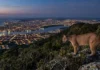 Como a fauna silvestre e as grandes cidades brasileiras estão criando novos ecossistemas híbridos nas margens das florestas tropicais