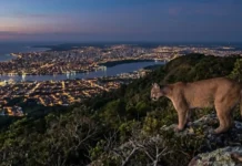 Como a fauna silvestre e as grandes cidades brasileiras estão criando novos ecossistemas híbridos nas margens das florestas tropicais