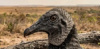 Como a surpreendente fisiologia dos urubus brasileiros revela o papel vital dos faxineiros da natureza no Brasil