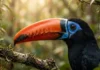 O termo tucano tem origem no tupi tukana revelando o profundo conhecimento indígena que precedeu a taxonomia científica europeia