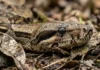 Como a jiboia constritora utiliza sensores térmicos e camuflagem para manter o equilíbrio ecológico na Floresta Amazônica brasileira