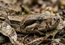 Como a jiboia constritora utiliza sensores térmicos e camuflagem para manter o equilíbrio ecológico na Floresta Amazônica brasileira