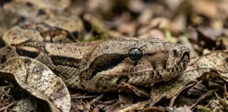 Como a jiboia constritora utiliza sensores térmicos e camuflagem para manter o equilíbrio ecológico na Floresta Amazônica brasileira