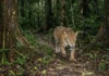 Como as armadilhas fotográficas revelam que a onça-pintada utiliza trilhas antigas de seringueiros para se deslocar pela Amazônia