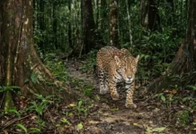 Como as armadilhas fotográficas revelam que a onça-pintada utiliza trilhas antigas de seringueiros para se deslocar pela Amazônia