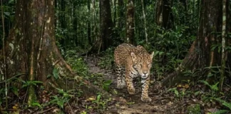 Como as armadilhas fotográficas revelam que a onça-pintada utiliza trilhas antigas de seringueiros para se deslocar pela Amazônia