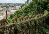 Como o quati se adaptou aos centros urbanos formando grupos organizados que vasculham lixeiras na periferia da Amazônia