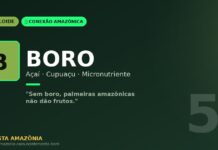 Boro, o micronutriente invisível que mantém o açaí e o cupuaçu produzindo na Amazônia