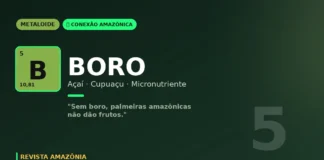 Boro, o micronutriente invisível que mantém o açaí e o cupuaçu produzindo na Amazônia Boro, o micronutriente invisível que mantém o açaí e o cupuaçu produzindo na Amazônia